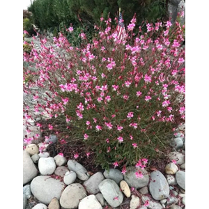 Gaura (Oenothera lindheimeri) – 7 LT