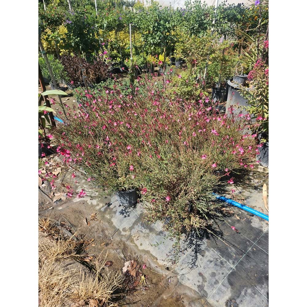 Gaura (Oenothera lindheimeri) – 7 LT