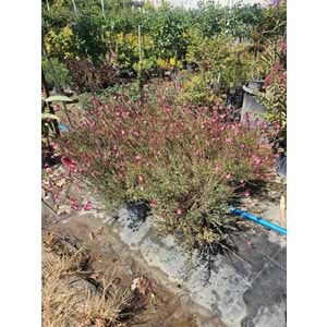 Gaura (Oenothera lindheimeri) – 7 LT