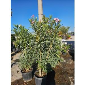 Zakkum (Nerium oleander) – 35 LT