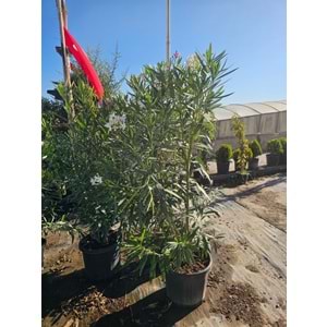 Zakkum (Nerium oleander) – 35 LT