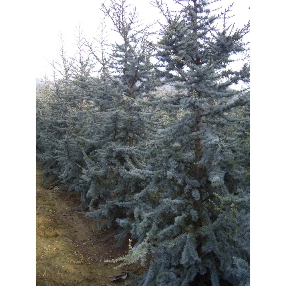 Cedrus atlantica glauca