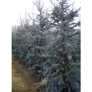 Cedrus atlantica glauca