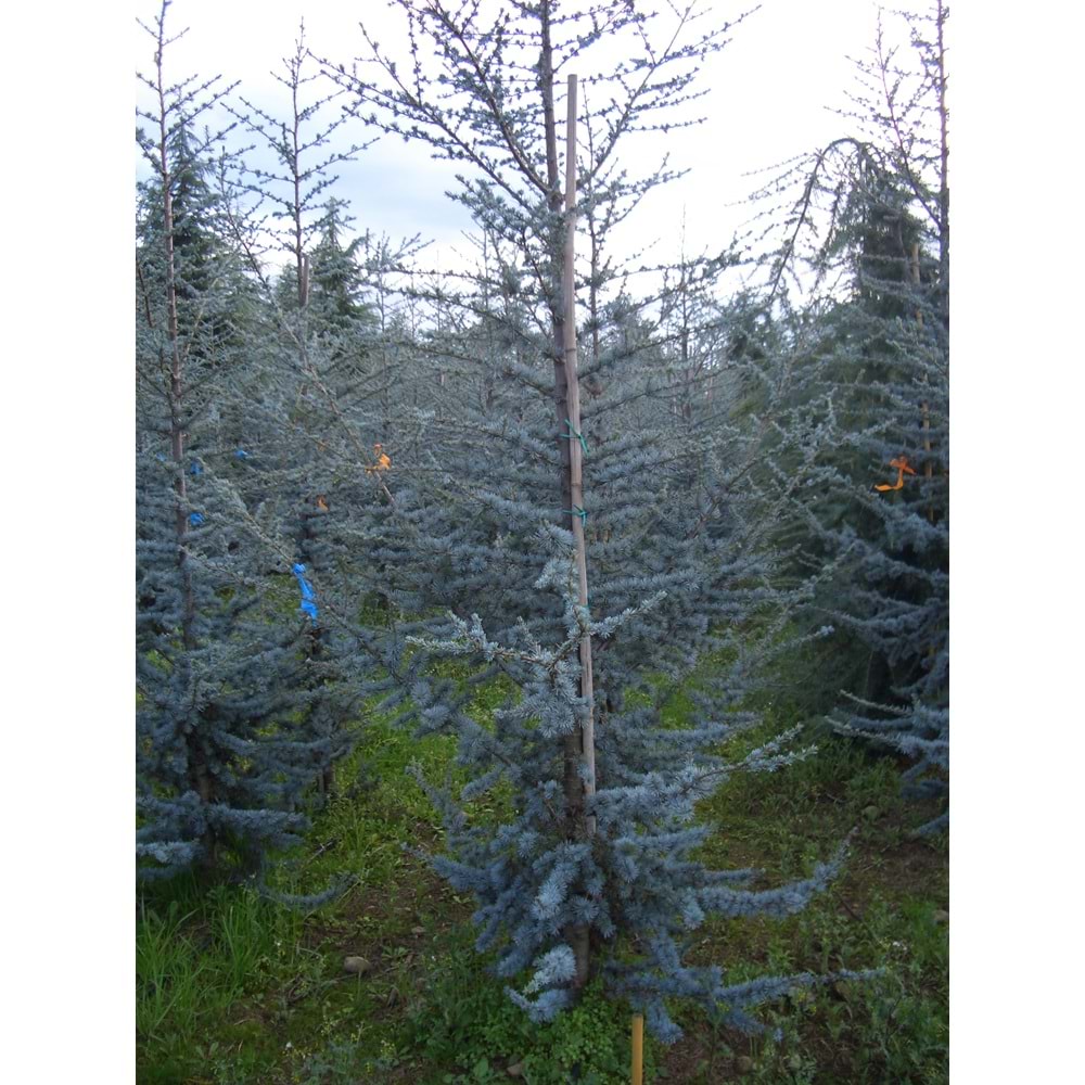 Cedrus atlantica glauca