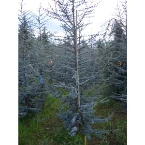 Cedrus atlantica glauca
