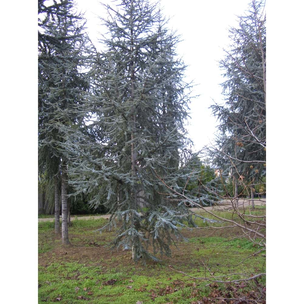 Cedrus atlantica glauca
