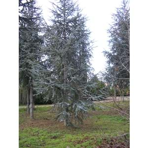 Cedrus atlantica glauca