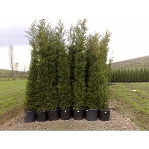 Cupressocyparis leylandii