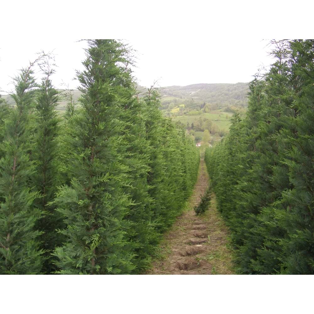 Cupressocyparis leylandii