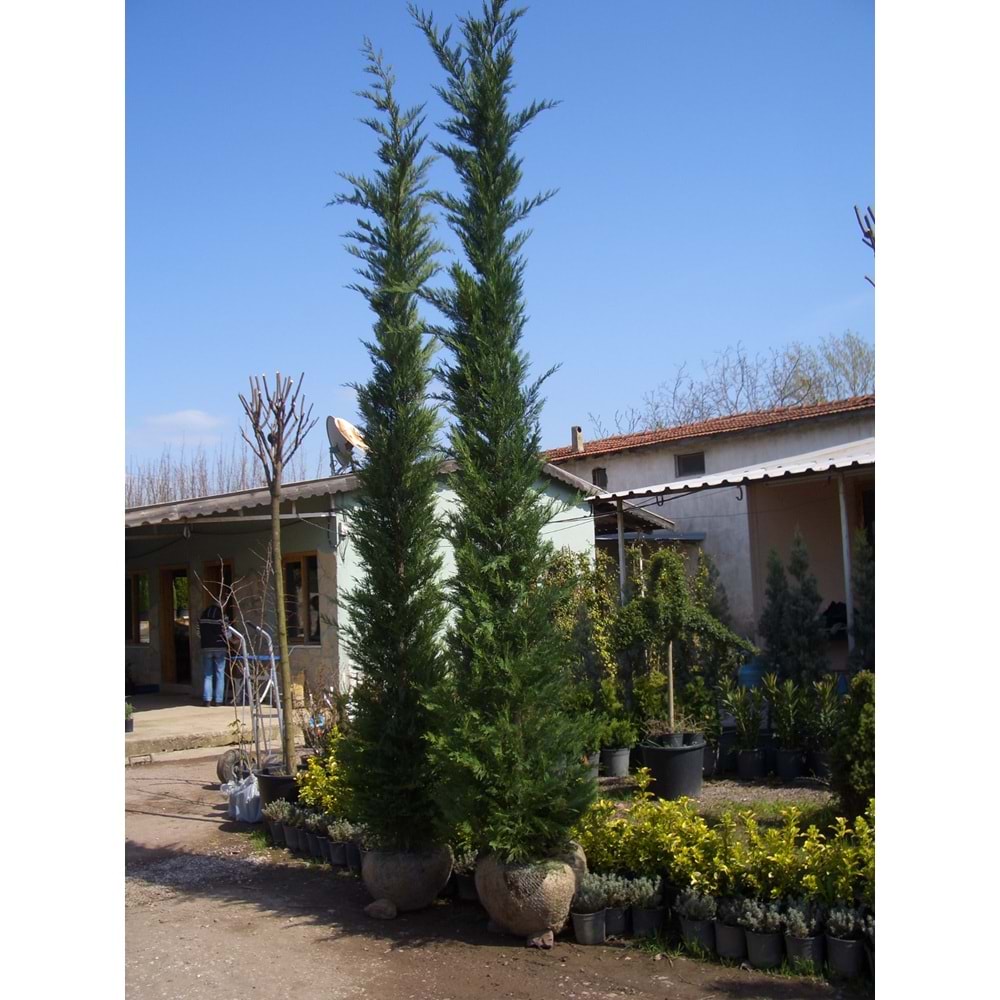 Cupressocyparis leylandii