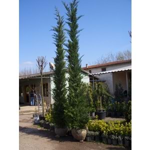 Cupressocyparis leylandii