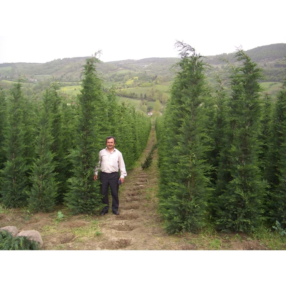 Cupressocyparis leylandii