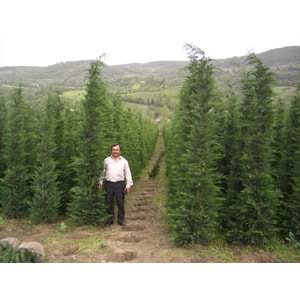 Cupressocyparis leylandii