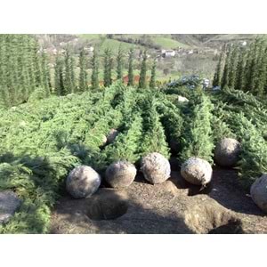 Cupressocyparis leylandii