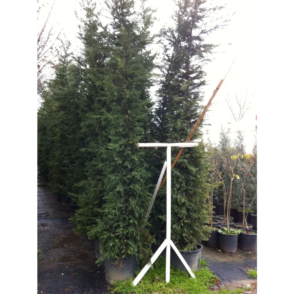 Cupressocyparis leylandii