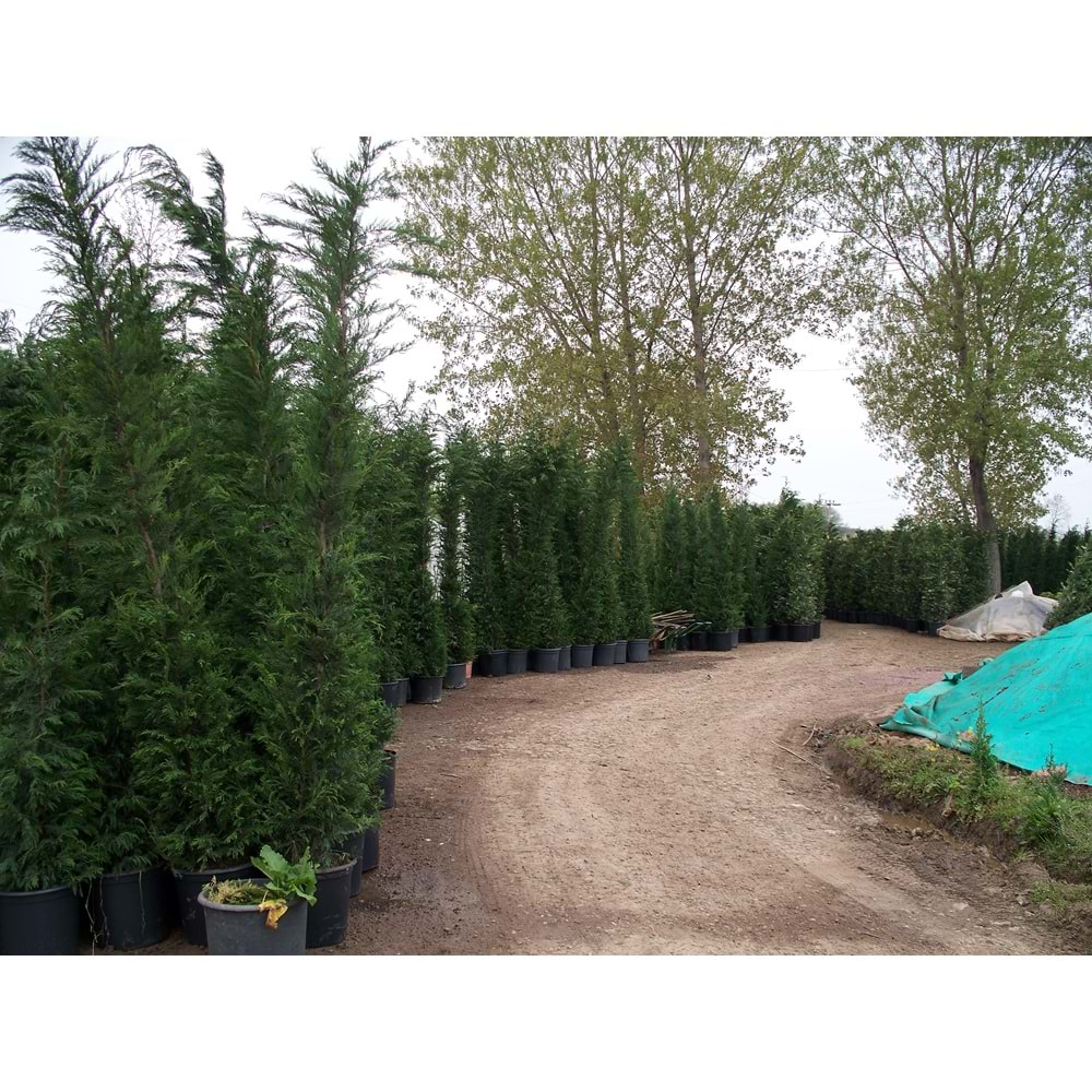 Cupressocyparis leylandii