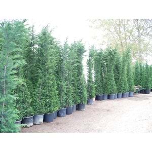 Cupressocyparis leylandii