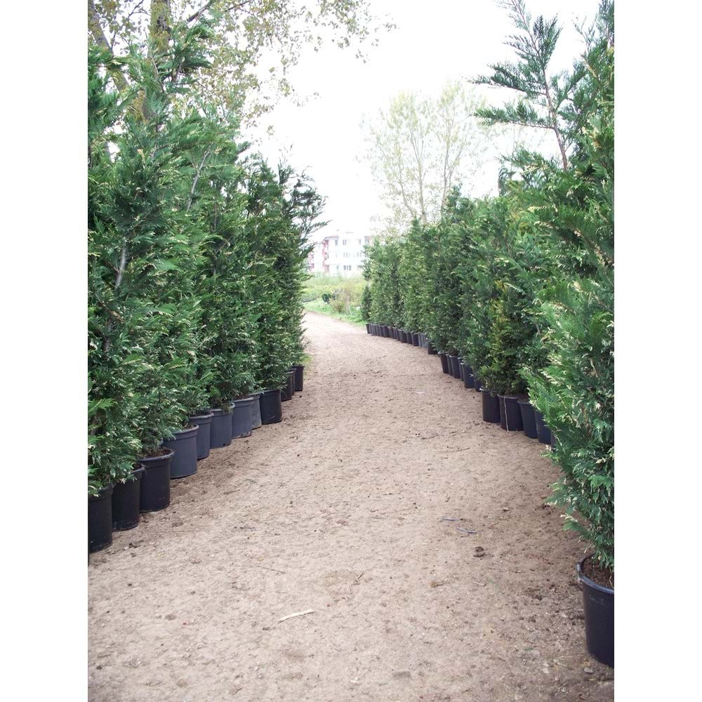 Cupressocyparis leylandii