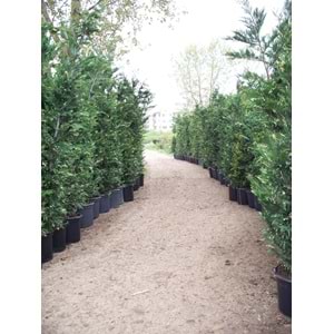 Cupressocyparis leylandii