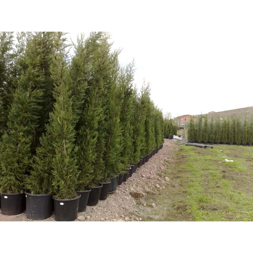 Cupressocyparis leylandii