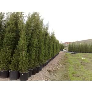 Cupressocyparis leylandii