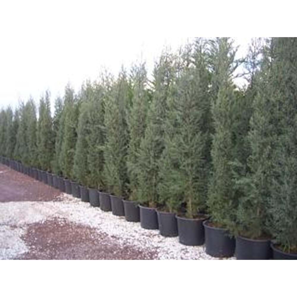 Cupressocyparis leylandii