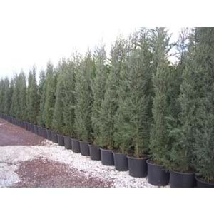 Cupressocyparis leylandii