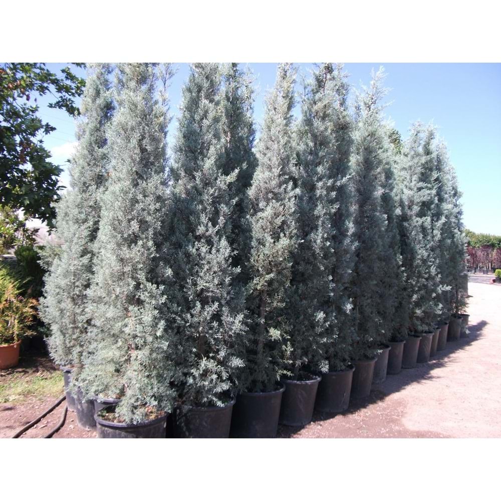 Cupressus arizonica glauca