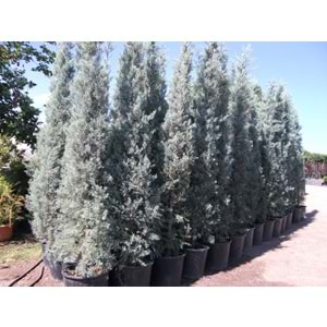 Cupressus arizonica glauca