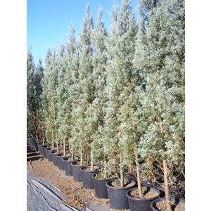 Cupressus arizonica glauca