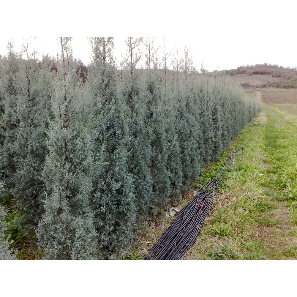 Cupressus arizonica glauca