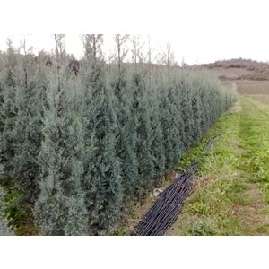 Cupressus arizonica glauca