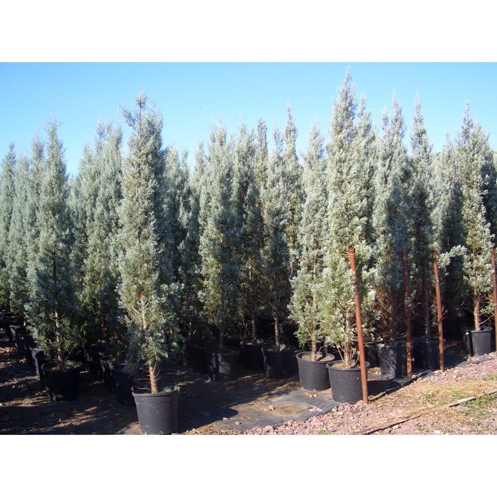 Cupressus arizonica glauca