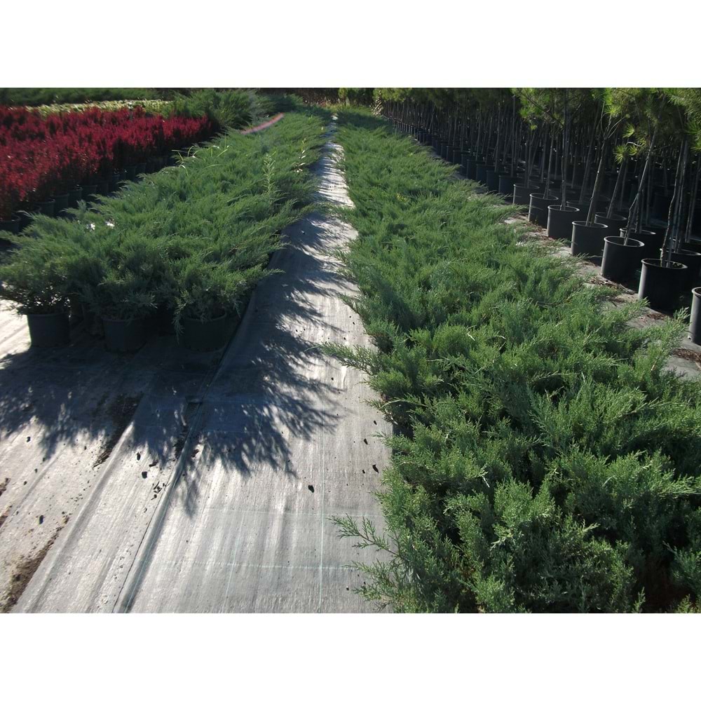 Juniperus sp