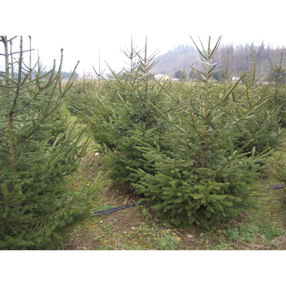 Picea abies excelsa