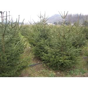 Picea abies excelsa