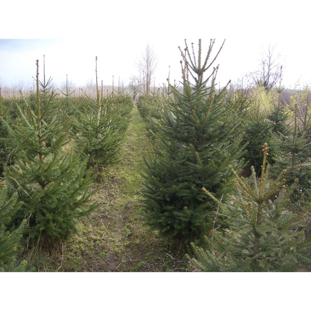 Picea abies excelsa