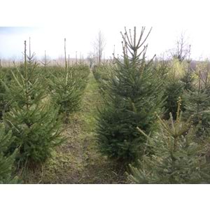 Picea abies excelsa