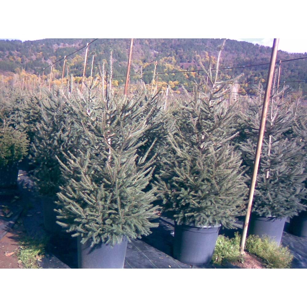 Picea abies excelsa