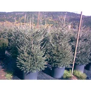 Picea abies excelsa