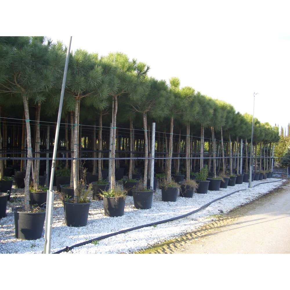 Pinus pinea
