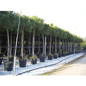 Pinus pinea