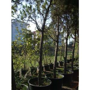 Pinus pinea