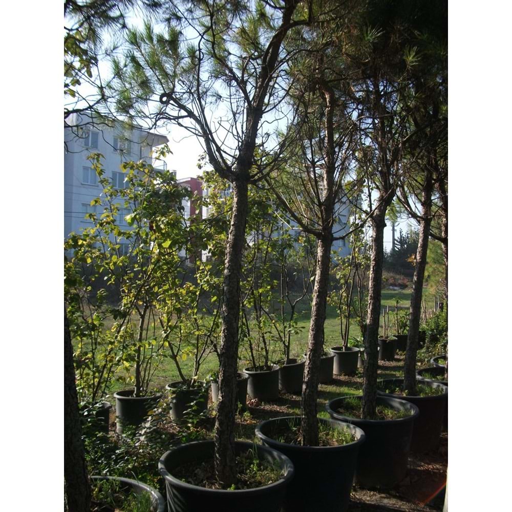 Pinus pinea