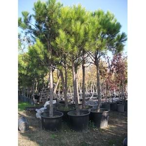 Pinus pinea