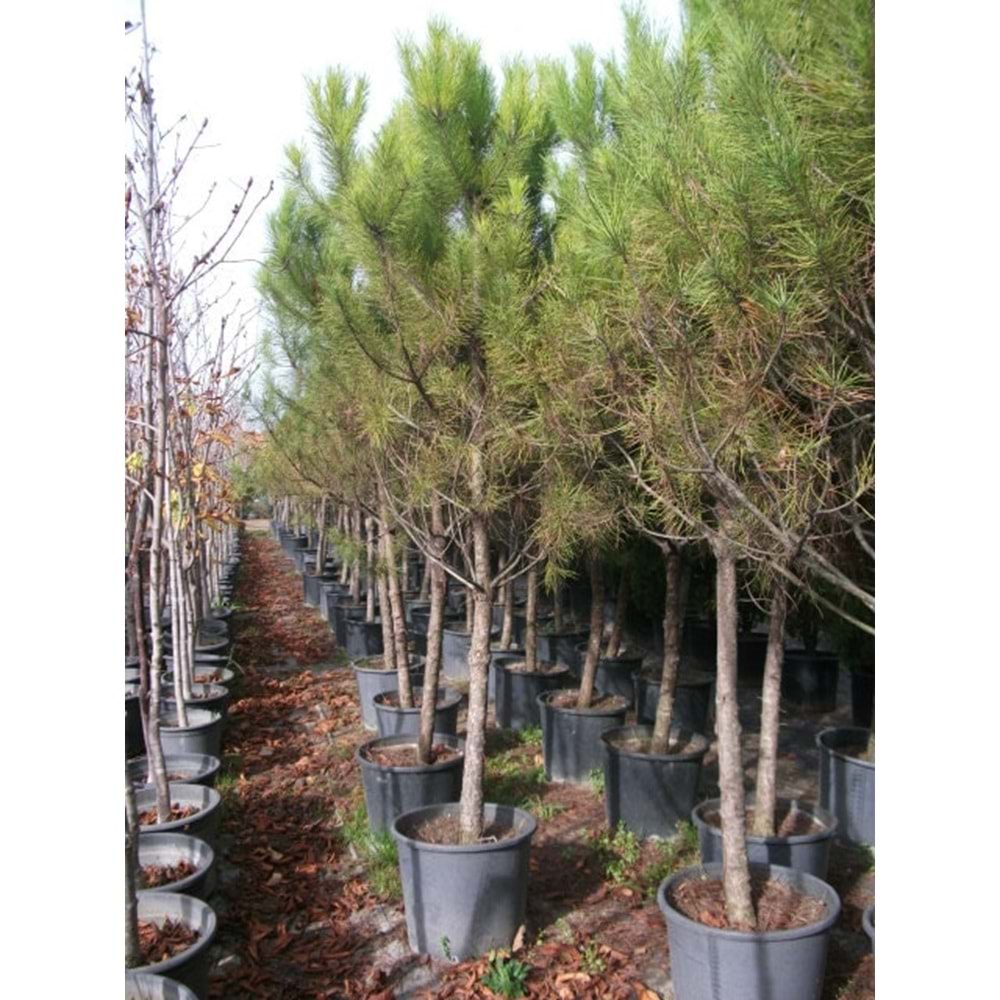 Pinus pinea