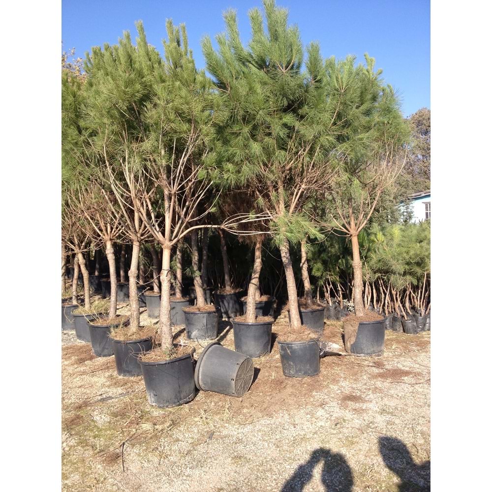 Pinus pinea