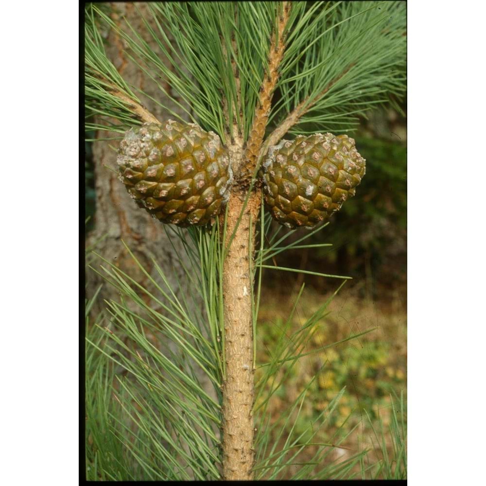Pinus pinea