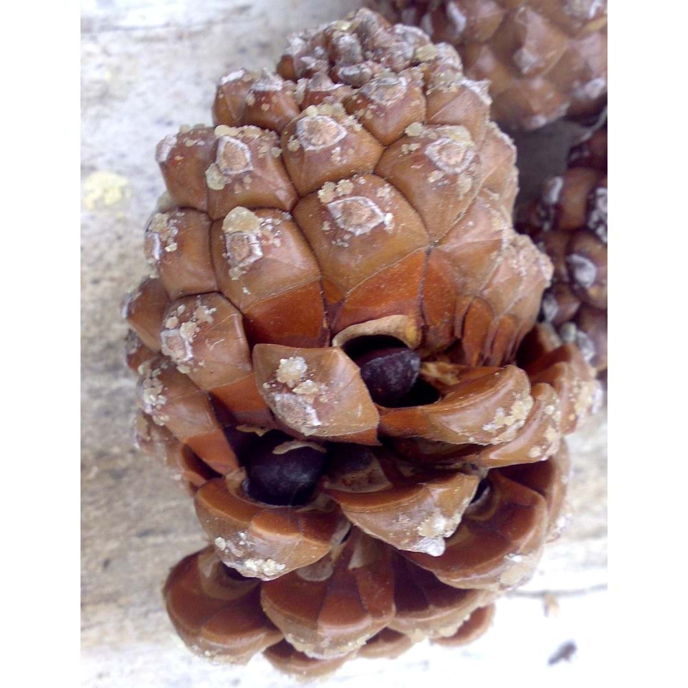 Pinus pinea