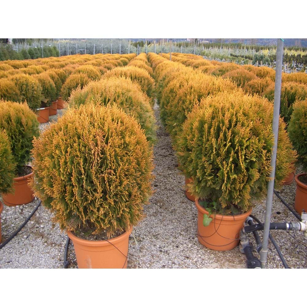 Thuja orientalis compacta nana
